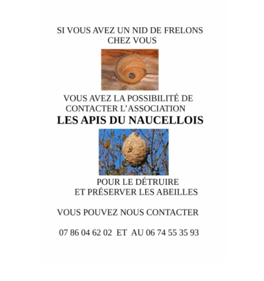Frelons : restons vigilants !!